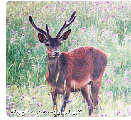 محمية بني صالح في قالمة: باحثان من جامعة براغ التشيكية يقودان فريق بحث حول الحياة البرية 