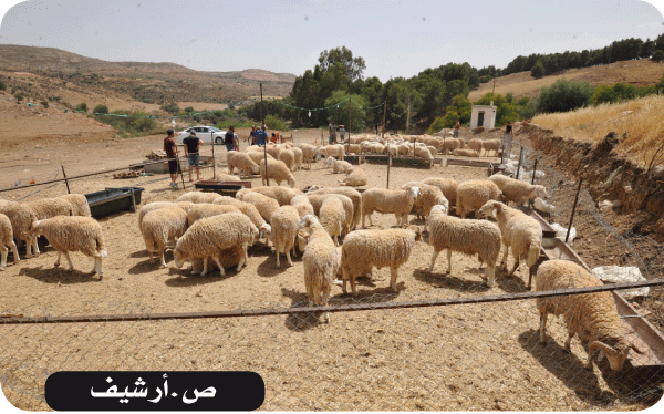 حددتها مديرية الفلاحة مع البلديات: 13 نقطة قانونية لبيع أضاحي العيد