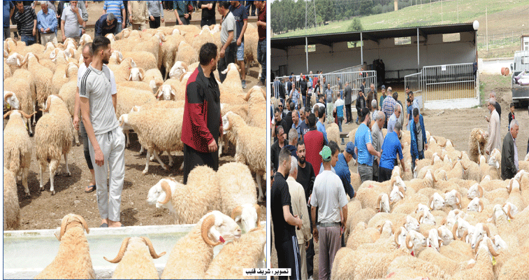 فيما ستُصادر النعاج التي تُعرض في نقاط البيع: الأضاحـي بين 54 و83 ألف دينار بمزرعة البعراوية بقسنطينة