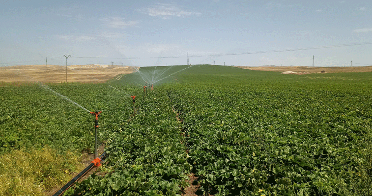 بعد توسيع محيطات السقي: ازدهـار زراعـة الخضـروات بجنـوب ولايـة ميلـة