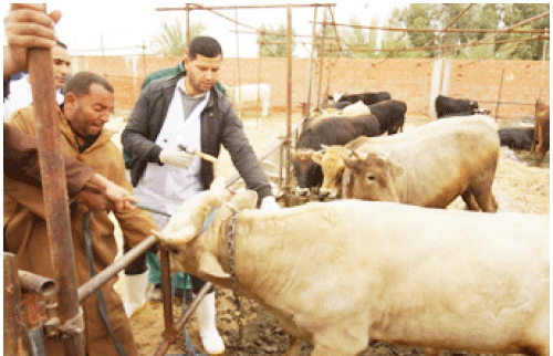 غلق أسواق الماشية لمدة شهر بالوادي