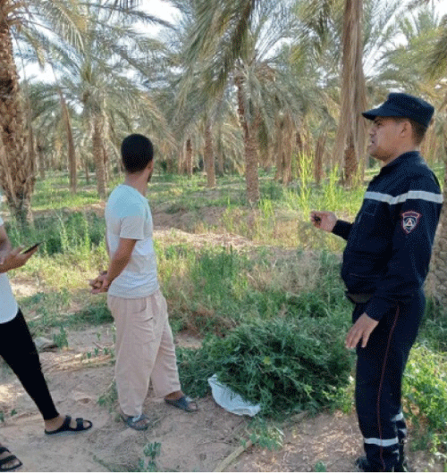 على هامش حملة تحسيسية بولاية المغير: دعوة لحماية 2.5 مليون نخلة من حرائق الغابات