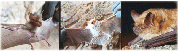 في مؤشر حيوي على صحة المحيط البيئي:  12 نوعا من الخفافيش تستقر بولاية قسنطينة