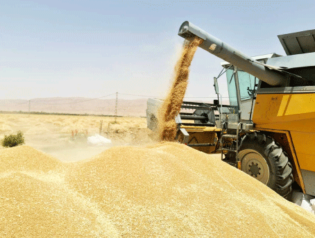 نتائج فاقت التوقعات بجنوب تبسة: سواعد تطوع الصحراء وتضاعف إنتاج الحبوب