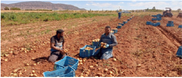 انطلاق عملية الجني بالحويجبات والماء الأبيض: توقّع إنتاج مليون و 500 ألف قنطار من البطـاطا في تبسـة