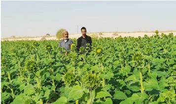 بعد نجاح التجربة الموسم الفارط: دعوة لتوسعة زراعة دوار الشمس بالوادي