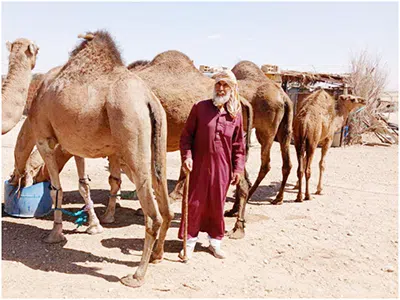 يمتهن تربية الجمال وبيع حليبها ببئر العاتر: بشير عبد المومن تاجر إبل يرفض التخلي  عن حرفة الأجداد